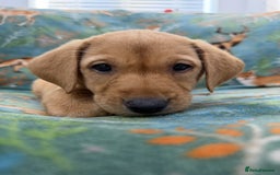 Labrador Retriever dogs for sale: KC Registered Labrador Puppies - Call  **  - Image 34