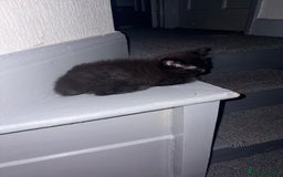 Ragdoll cats for sale: Half ragdoll kitten  - Image 1