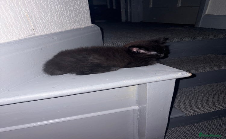 Ragdoll cats - Advert 12