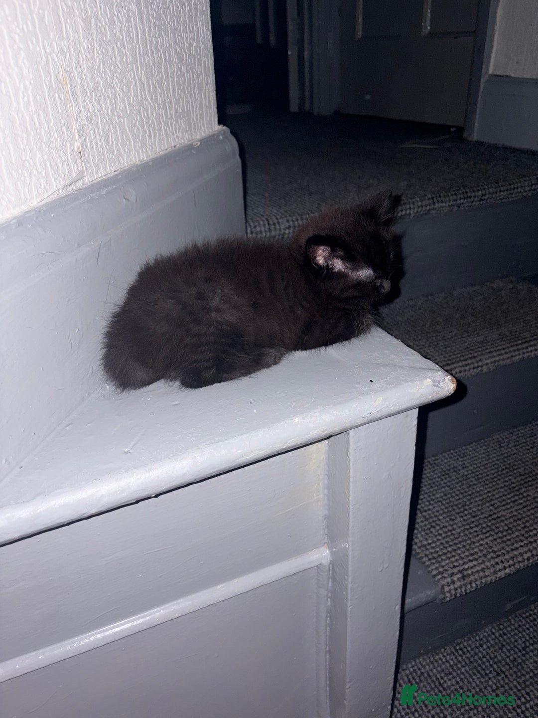 Ragdoll cats for sale: Half ragdoll kitten  - Image 1