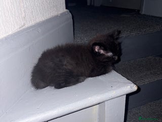 Ragdoll cats for sale - Advert 1