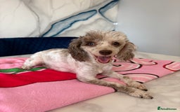 Toy Poodle dogs for sale: 1 Male & 1 Female Toy Poodle - Image 23