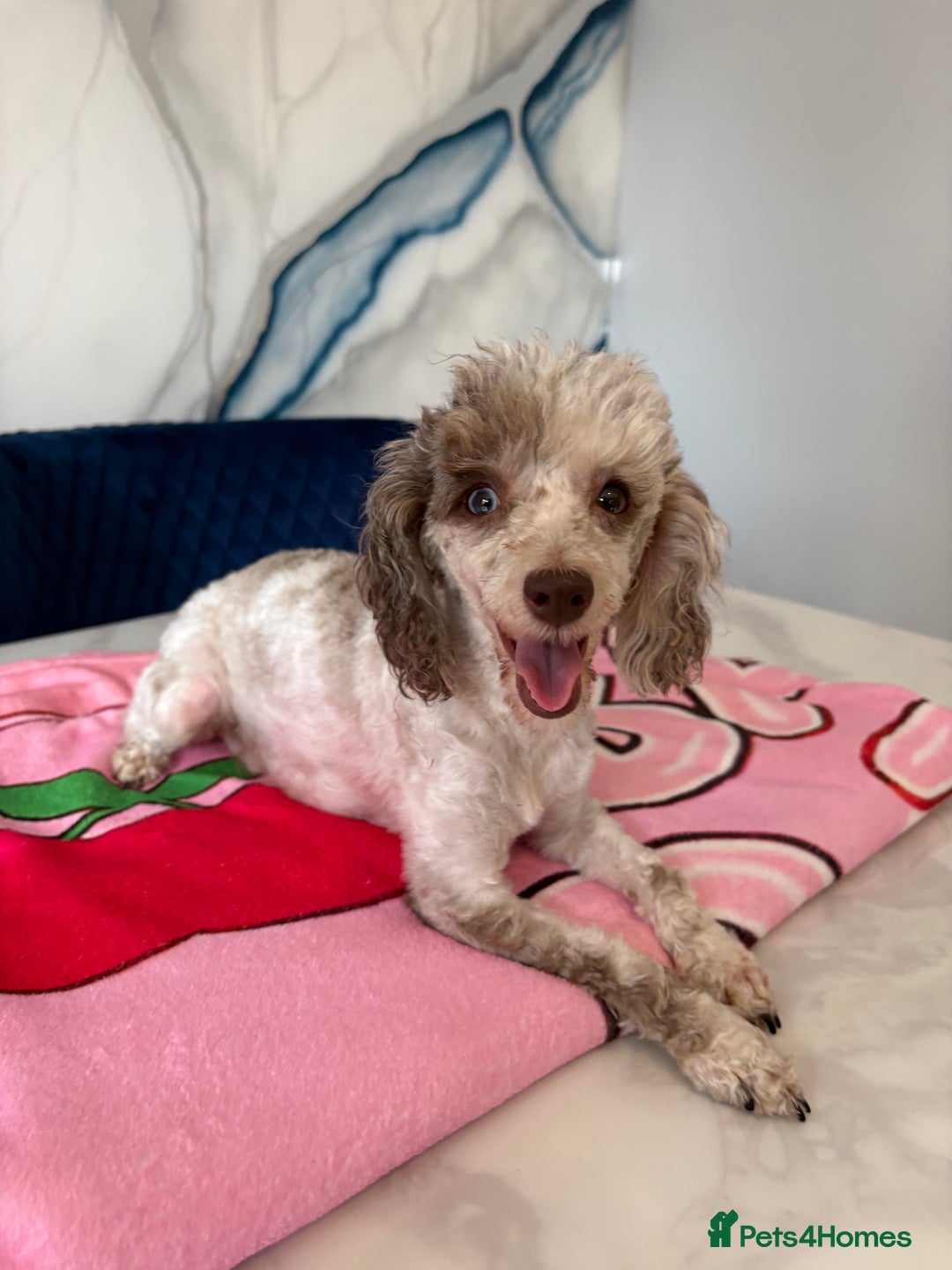 Toy Poodle dogs for sale: 1 Male & 1 Female Toy Poodle - Image 23