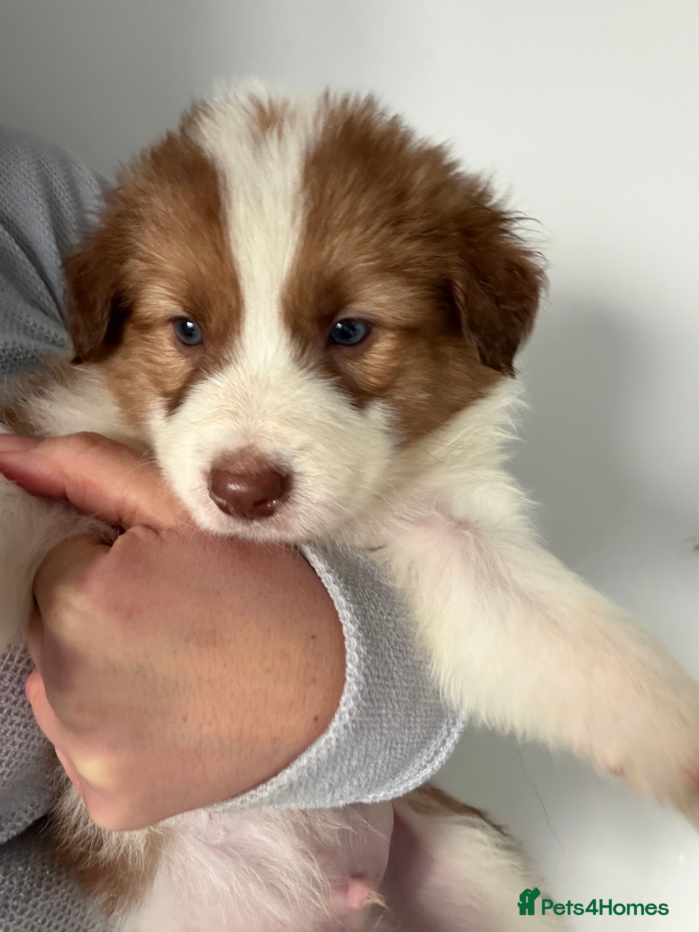 Border Collie dogs Litter of collie pups - Advert 1