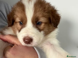 Border Collie dogs Litter of collie pups - Advert 8