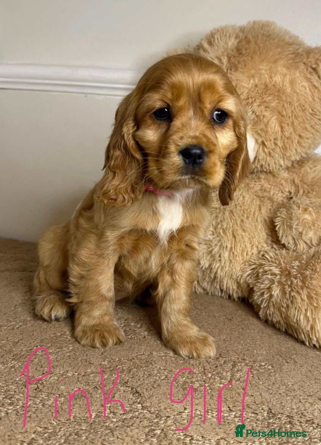 Cavapoo dogs for sale: F2 Cavapoo puppies 🐶 - Advert 2