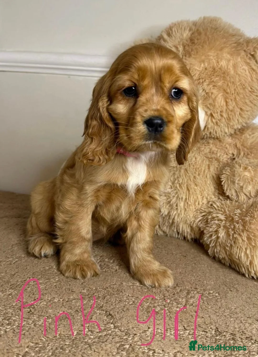 Cavapoo dogs for sale: F2 Cavapoo puppies 🐶 - Advert 2