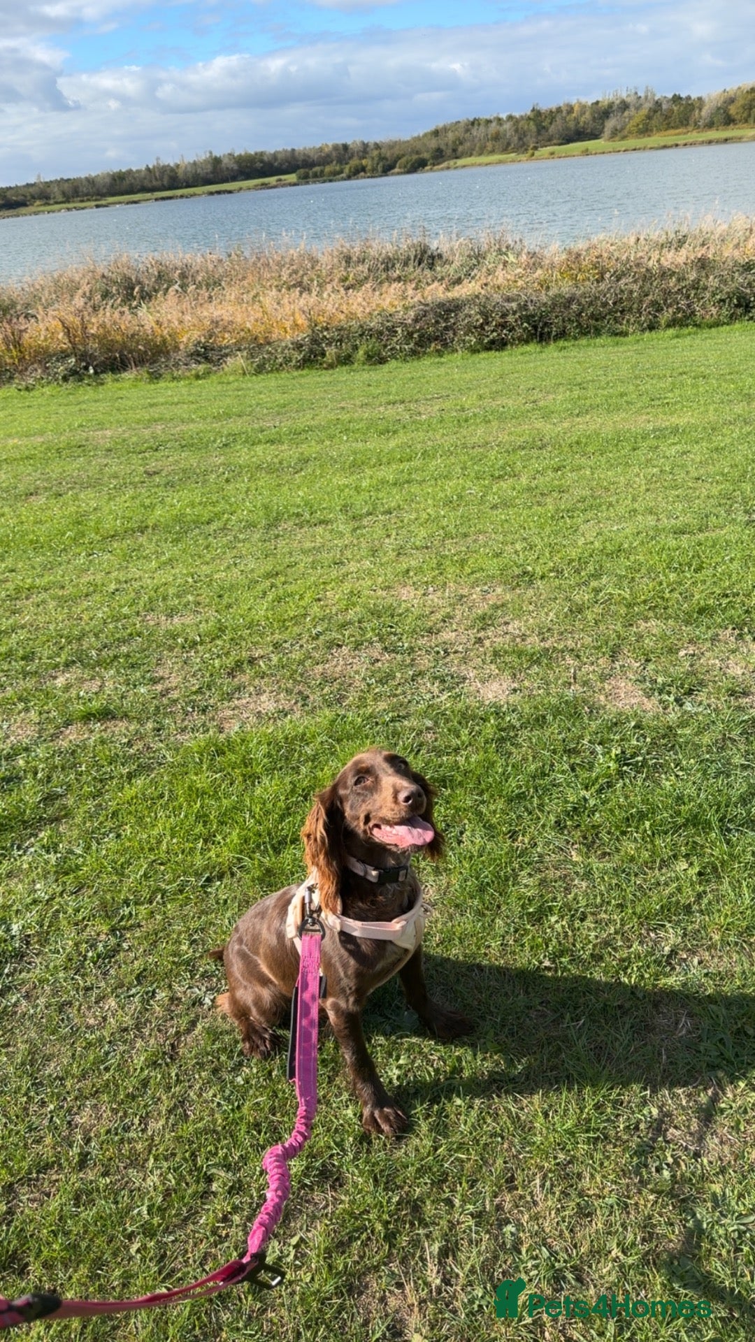 Cocker Spaniel dogs Female cocker spaniel - Advert 8