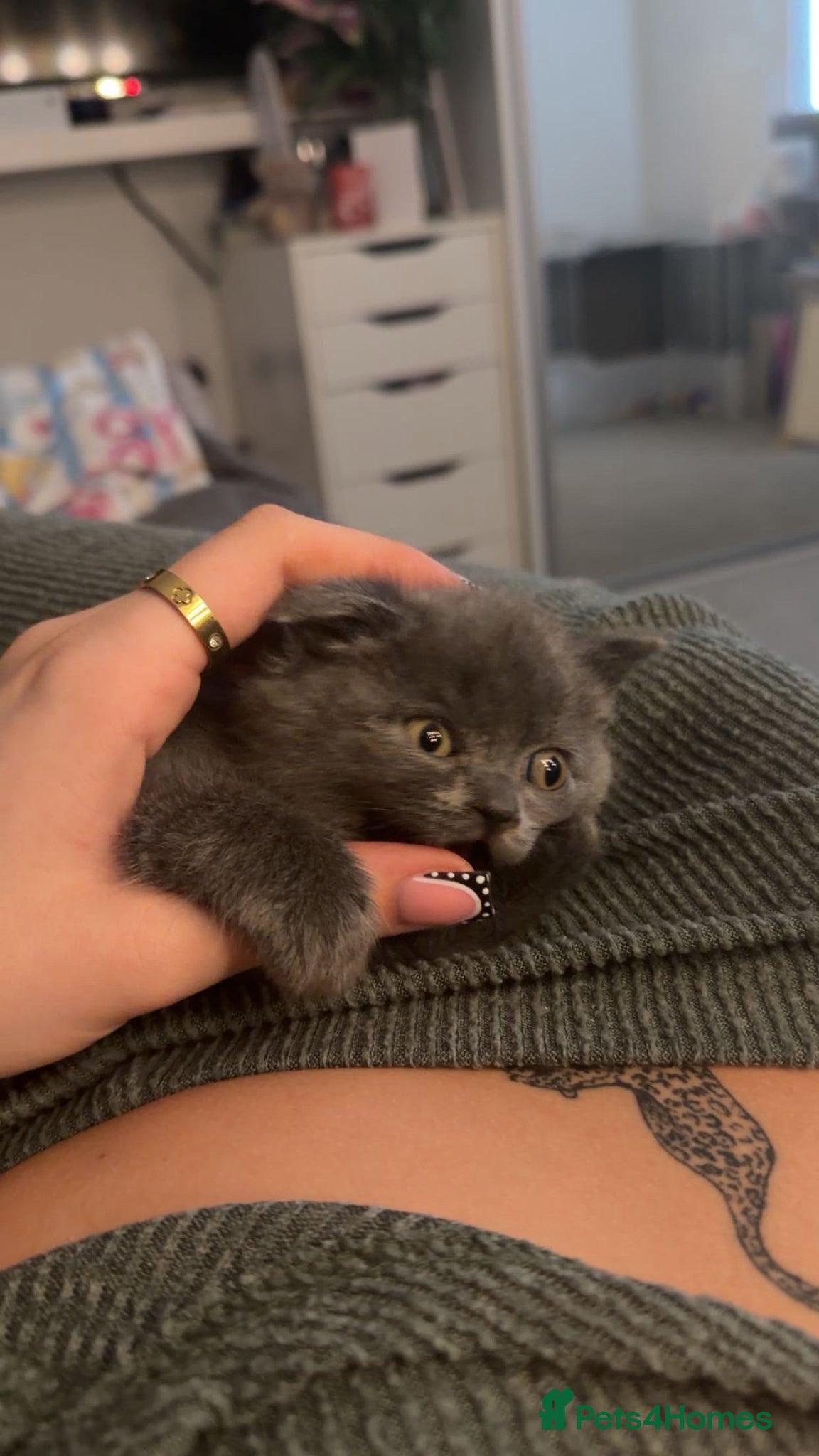 British Shorthair cats for sale: Girl Blue British Short hair🩷 - Advert 4