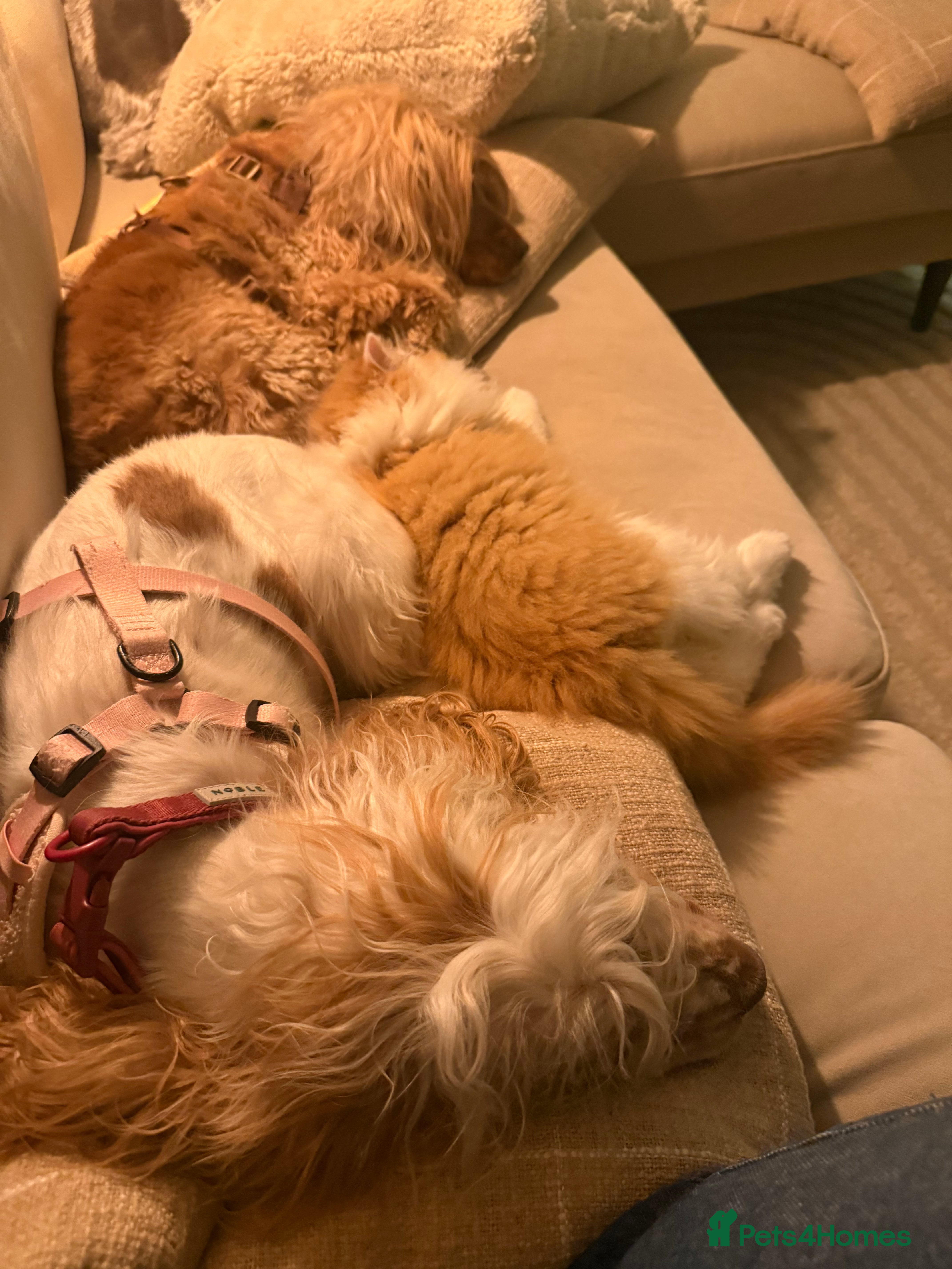 British Longhair cats Just a floofy boy looking for his family 🩵 - Advert 2