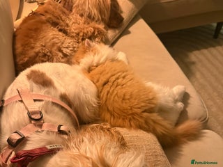 British Longhair cats Just a floofy boy looking for his family 🩵 - Advert 5