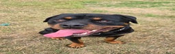 Rottweiler dogs for sale: Male Rottweiler 18 months old - Advert 3