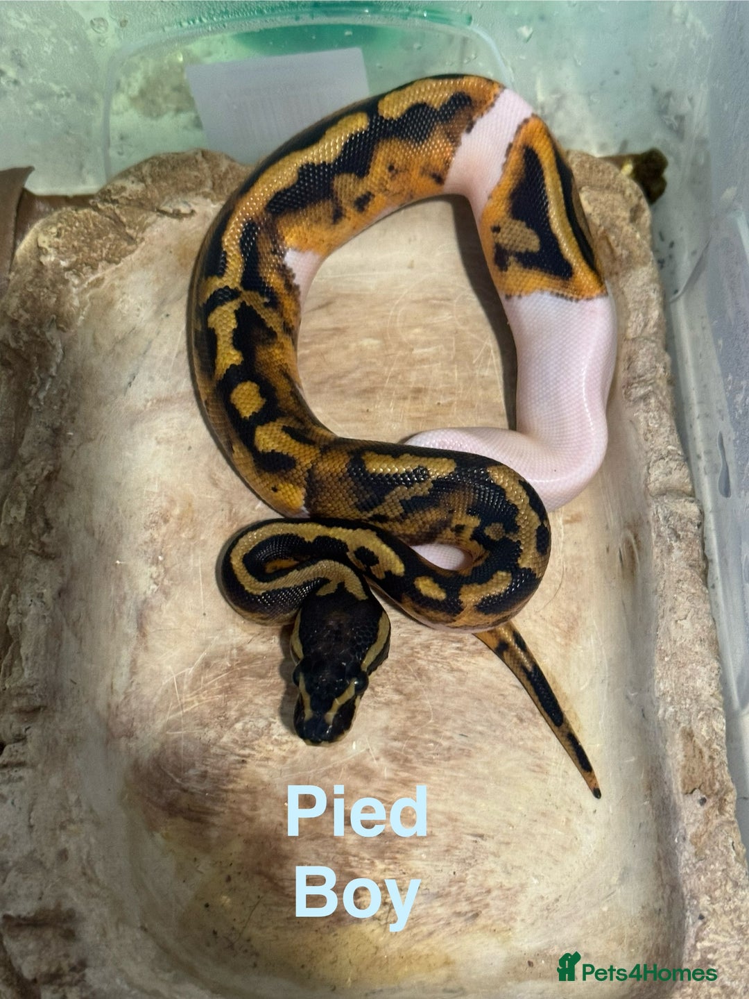 Python Snake reptiles for sale: Ball python collection  - Advert 7