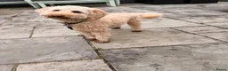 Cockapoo dogs for sale: 23 month old cockapoo boy  - Advert 4