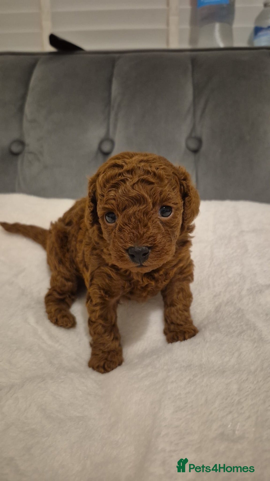 Cavapoo dogs ⭐️Beautiful deep red toy cavapoo⭐️ - Advert 12