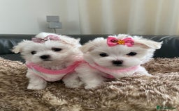 Maltese dogs for sale: 🌟KC STUNNING half-Korean Maltese puppies 🌟 - Image 4