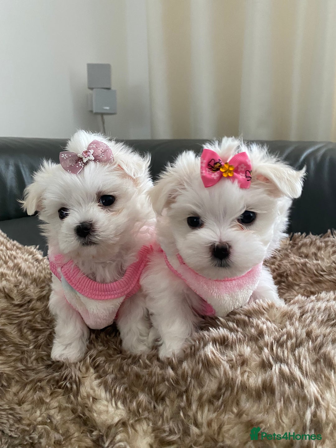 Maltese dogs for sale: 🌟KC STUNNING half-Korean Maltese puppies 🌟 - Image 4