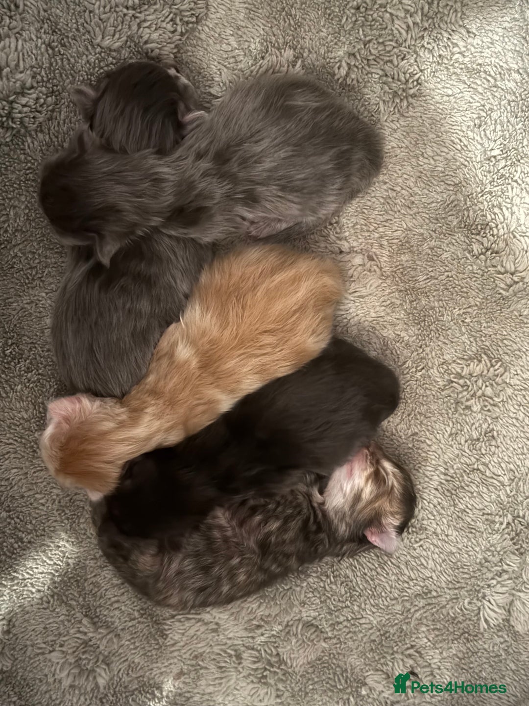 Maine Coon cats for sale: Baby maincoon cross persian - Advert 2