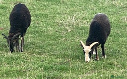 Sheep livestock for sale: This year's Soay whether lambs - Image 4