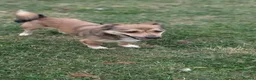 Mixed Breed dogs for adoption: Watson for adoption - Advert 4