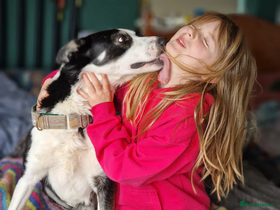 Border Collie dogs for sale: Cap, much loved boy - Advert 2