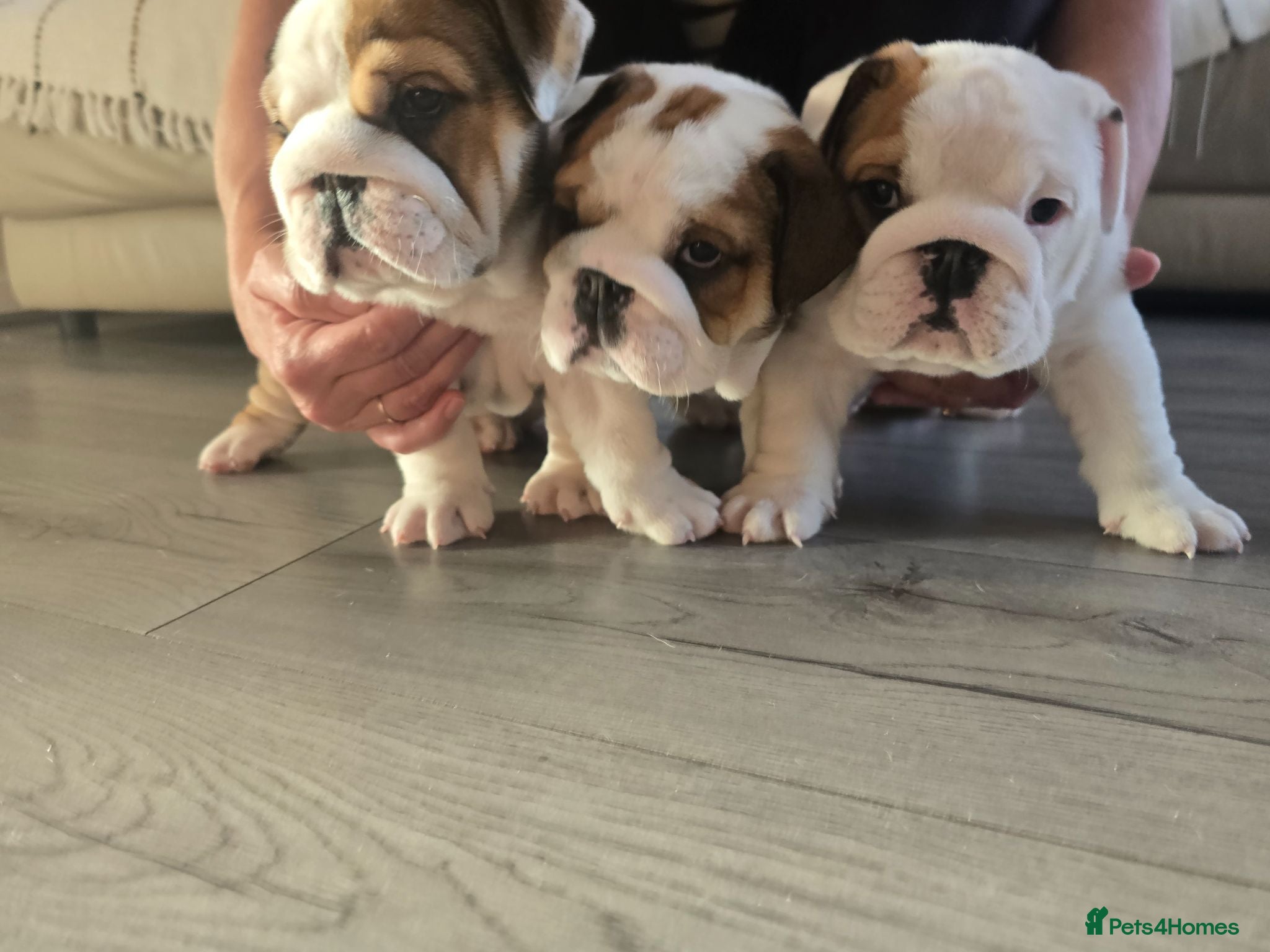 English Bulldog dogs 🐾 Beautiful KC Reg English Bulldog Puppies 🐶 - Advert 5