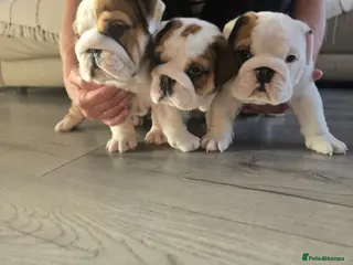 English Bulldog dogs 🐾 Beautiful KC Reg English Bulldog Puppies 🐶 - Advert 5