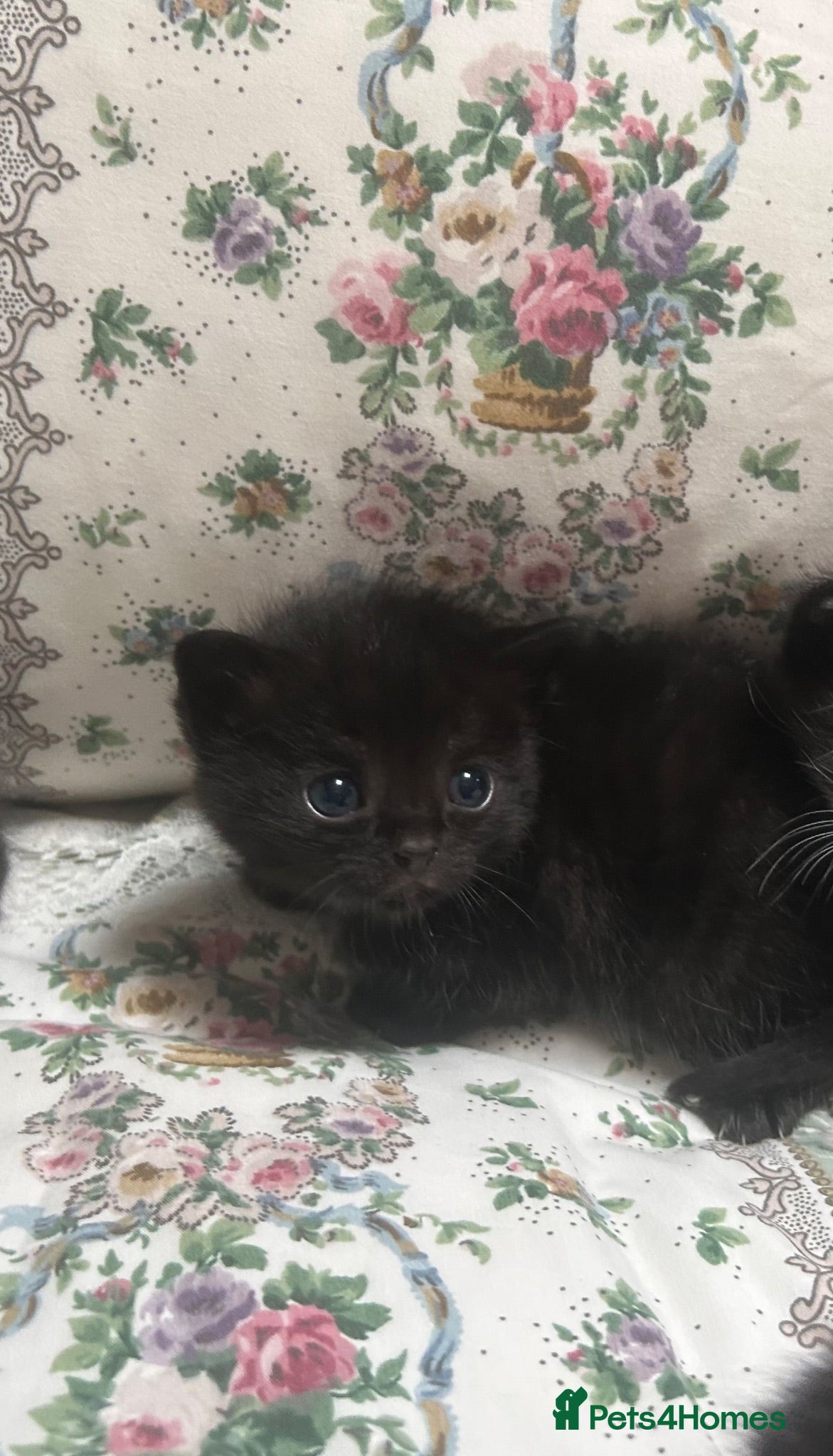 Mixed Breed cats Only 3 left kittens Wanting forever homes🥹💕 - Advert 9