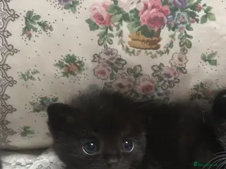 Mixed Breed cats Only 3 left kittens Wanting forever homes🥹💕 - Advert 9