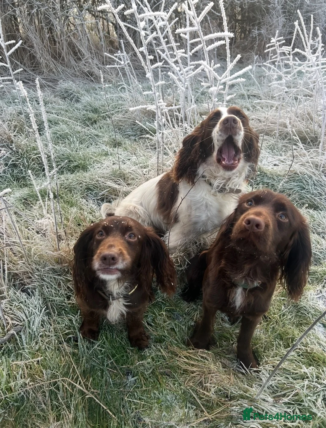 Cocker Spaniel dogs for stud: Proven KC registered cocker spaniel for stud - Advert 5