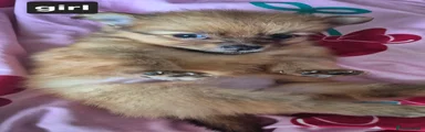 Pomeranian 1