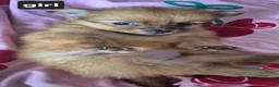 Pomeranian dogs for sale: Fox face pomeranians - Advert 17