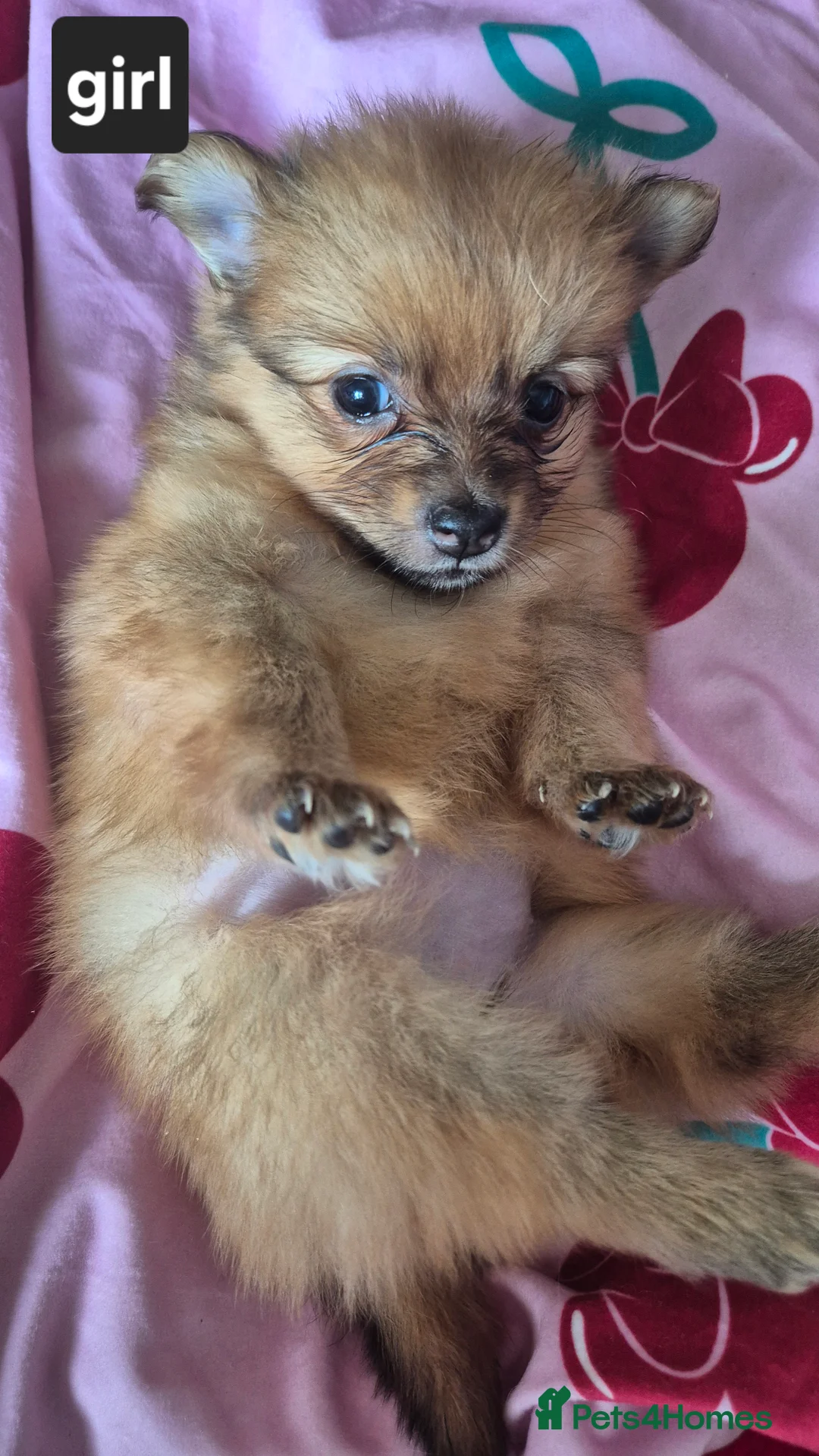 Pomeranian dogs for sale: Fox face pomeranians - Advert 17