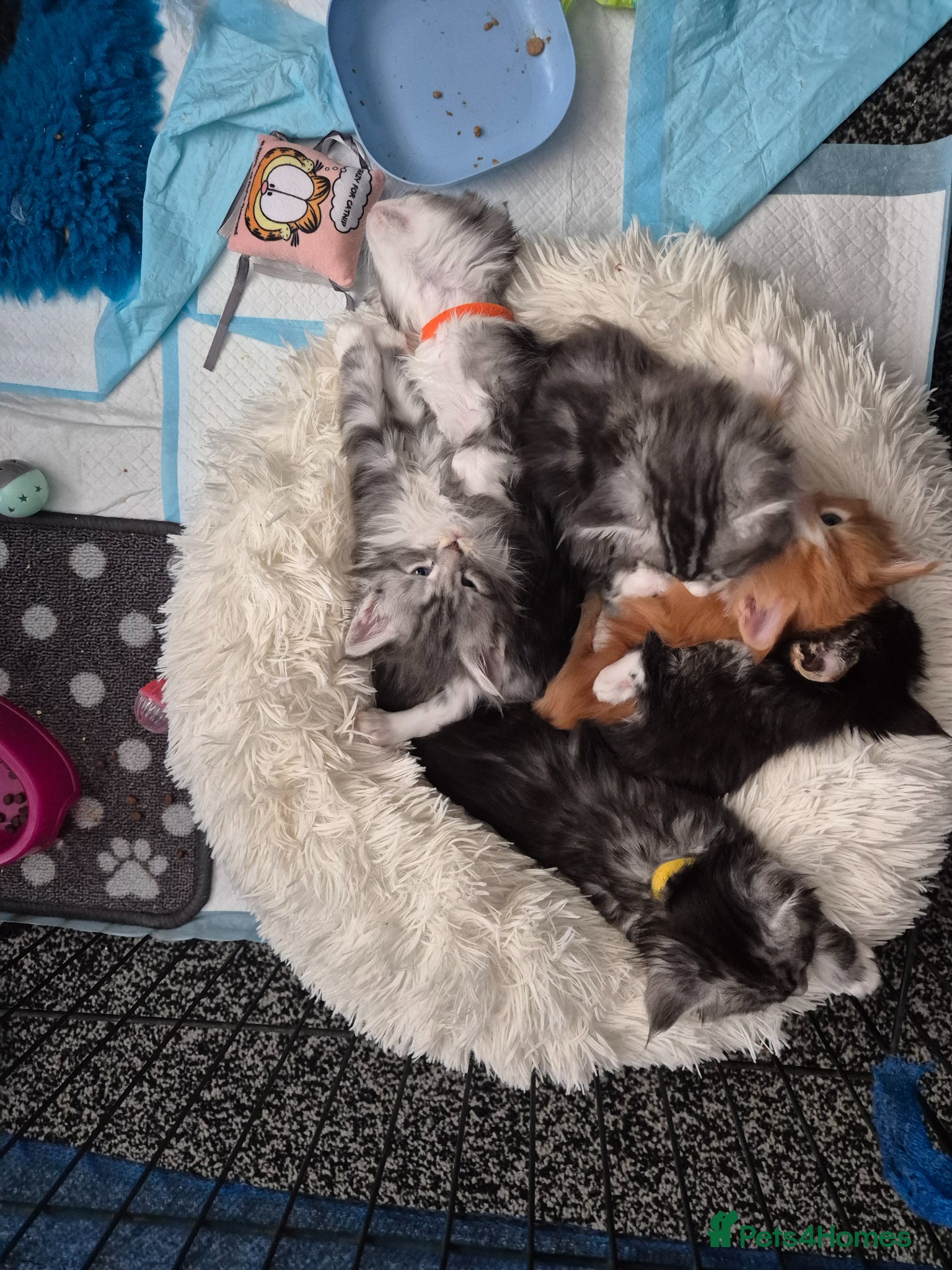 Maine Coon cats Adorable mainecoon kittens  - Advert 4