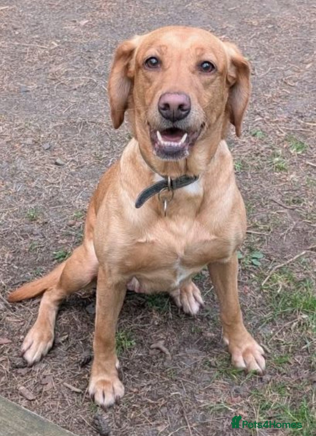 Labrador Retriever dogs fox red lab working lines  - Advert 1