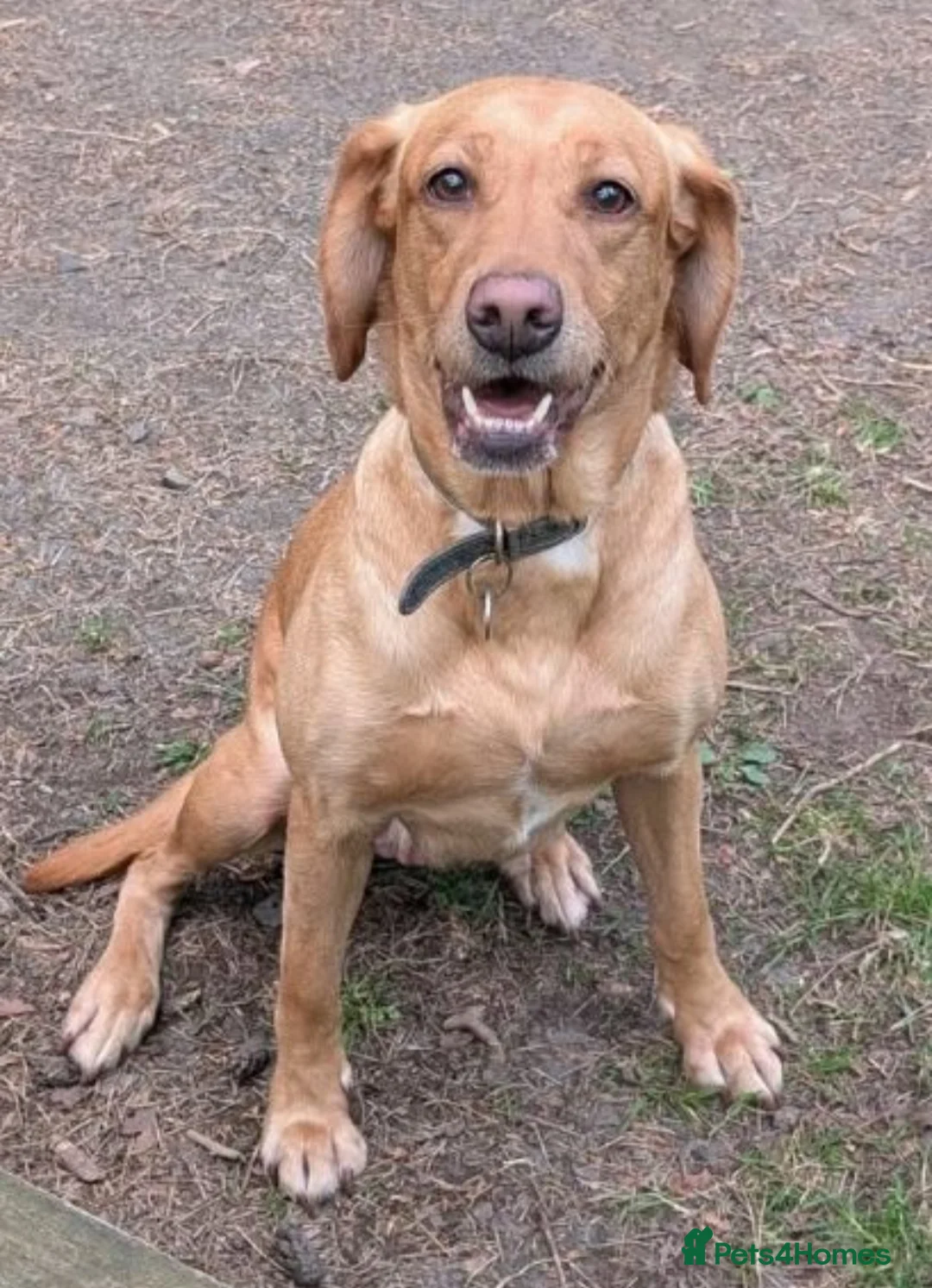 Labrador Retriever dogs for sale: fox red lab working lines  - Advert 1