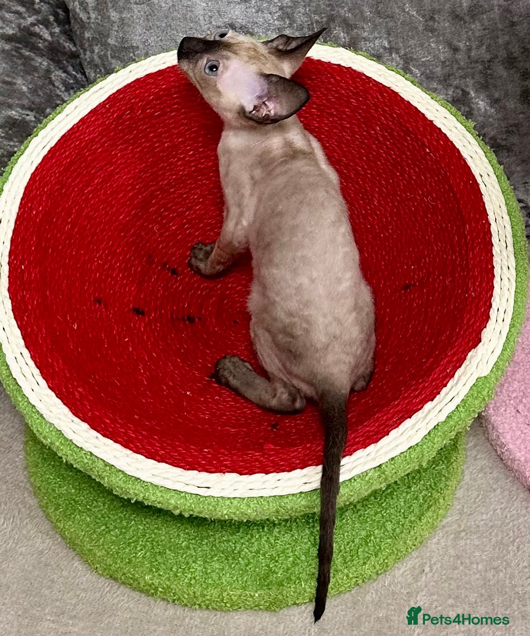 Cornish Rex cats for sale: 🌟Cornish Rex Kittens — Blue Eyes, Champion Line🌟 - Advert 15