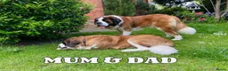 Saint Bernard dogs for sale: Outstanding KC Registered Saint Bernard Puppies - Advert 8