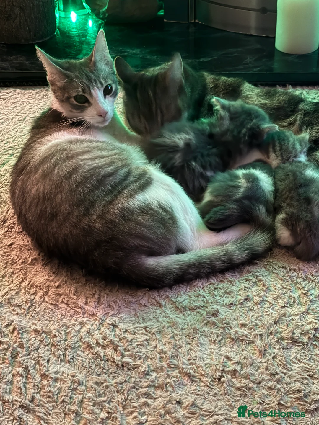 Mixed Breed cats for sale: Kittens in Stoke-on-Trent - Advert 2