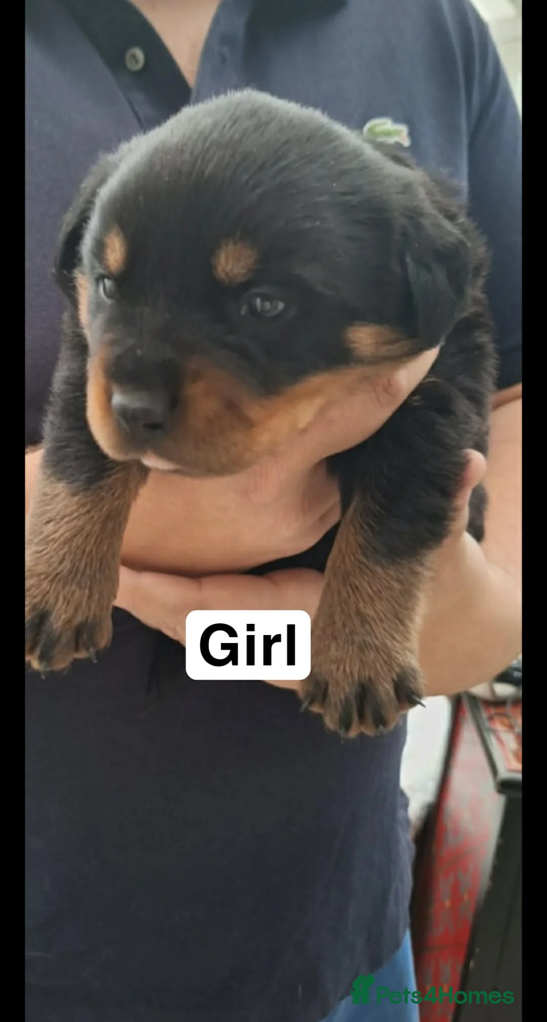 Rottweiler dogs for sale: Rottweiler puppies - Advert 4
