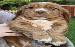 Mixed Breed dogs for sale: Gorgeous 3/4 cocker spaniels - Image 6