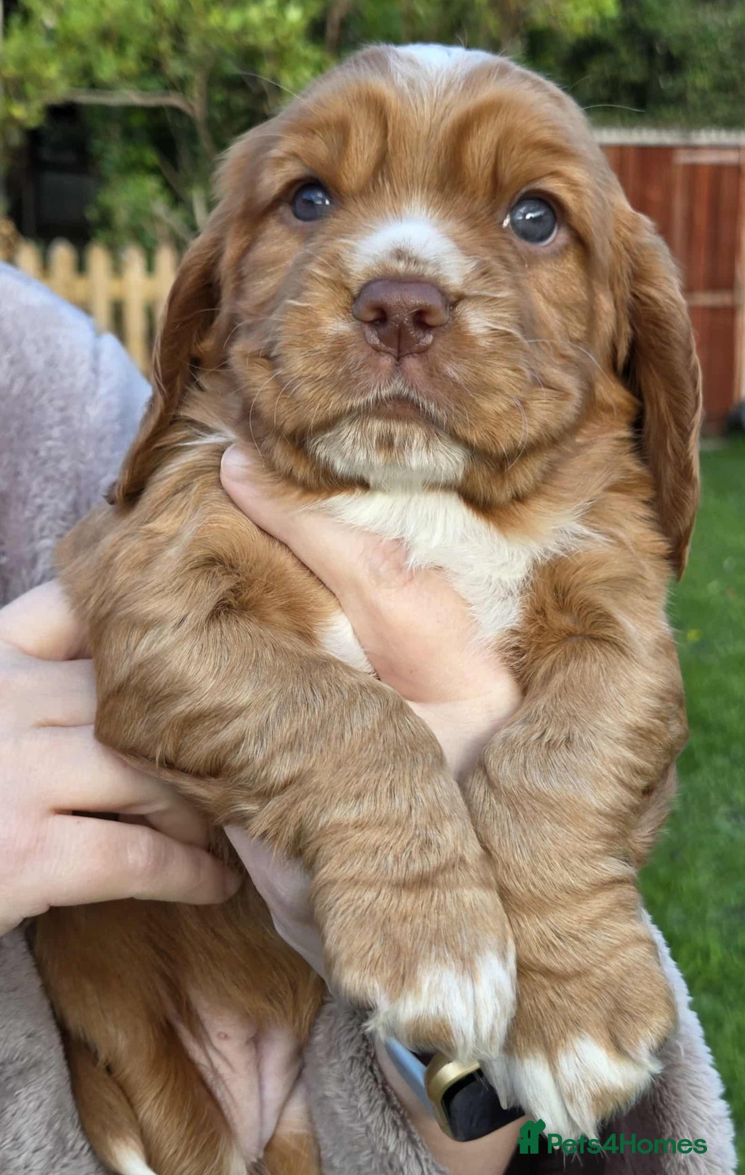 Mixed Breed dogs for sale: Gorgeous 3/4 cocker spaniels - Image 6
