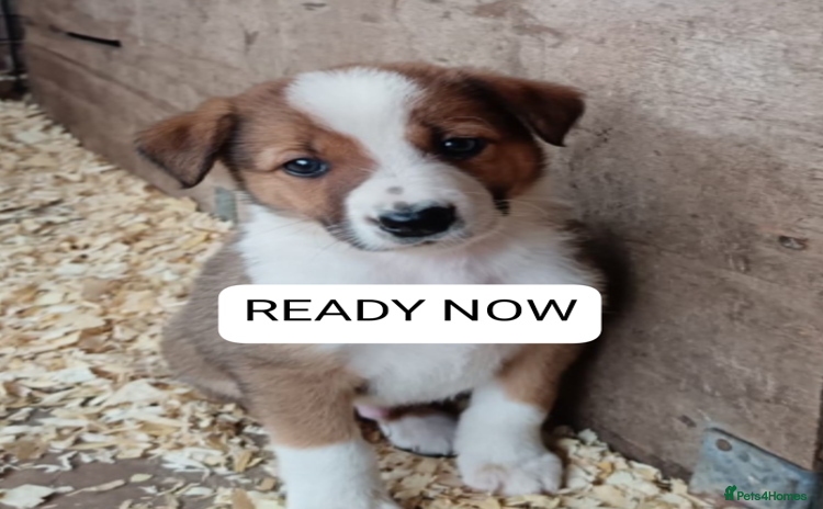 Border Collie dogs - Advert 1