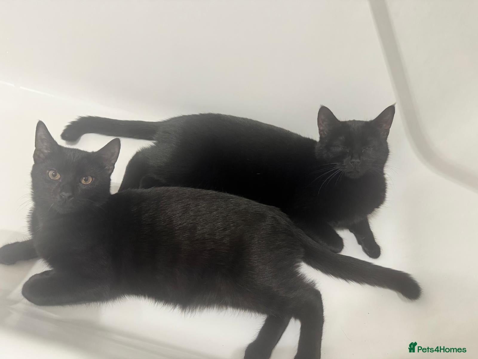 Bombay cats cat for sale  - Advert 12