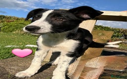 Border Collie dogs for sale: Border collie puppies  - Image 4