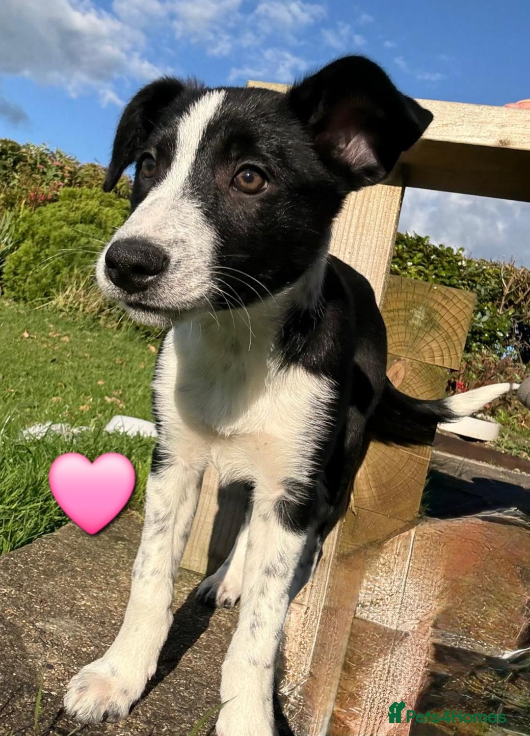 Border Collie dogs for sale: Border collie puppies  - Image 4