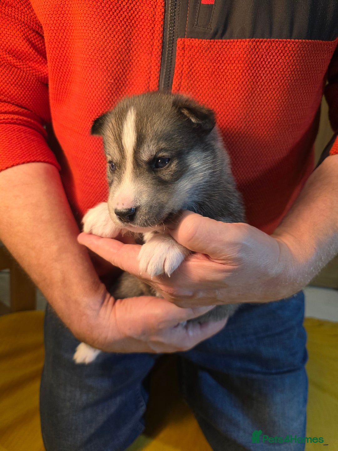 Siberian Husky dogs for sale: Siberian husky pups  - Advert 8
