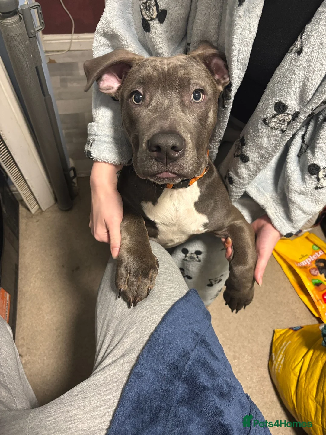 Mixed Breed dogs for sale: Lovely Staff cross nearly 6 months old  - Advert 2