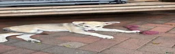 Mixed Breed dogs for sale: Low Content Wolfdog puppies  - Advert 9