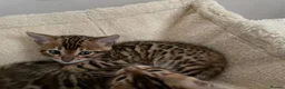 Bengal cats for sale: Bengal Kittens GCCF Registered - Advert 5